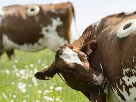 Tại sao bò ở Mỹ lại có lỗ lớn trên cơ thể?