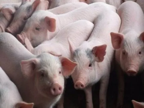 Giá heo hơi ngày 28/4: Nhiều địa phương ghi nhận mức giảm nhẹ