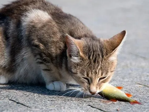 Tại sao mèo lại thích ăn cá?