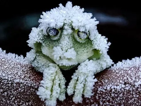 Loài ếch sở hữu 'skill hồi sinh' thần thánh: Đóng băng toàn thân, tim ngừng đập, phổi ngưng thở khi đông đến, băng tan thì tỉnh dậy 