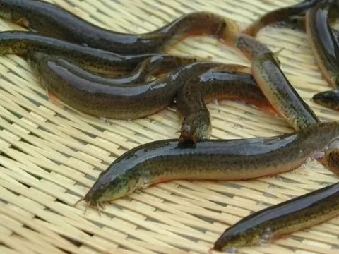 Loài cá “nhân sâm nước” giàu canxi gấp 6 lần cá chép, cực tốt cho sức khỏe nam giới