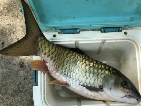 Cá trầm hương - 'Báu vật' kỳ lạ của núi rừng Cao Bằng, mang tên loài gỗ quý, thịt chắc và mùi thơm bí ẩn khiến ai cũng tò mò