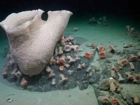 Phát hiện thế giới sinh vật kỳ bí dưới lớp băng Nam Cực