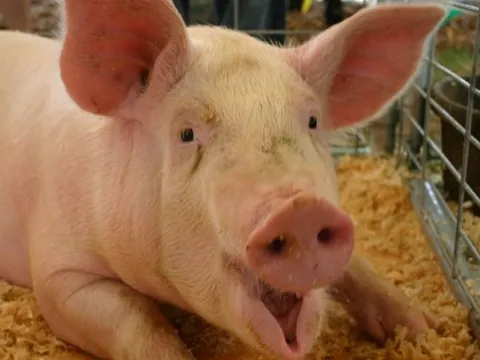 Giá heo hơi ngày 5/5: Ba miền đồng loạt giữ giá ổn định