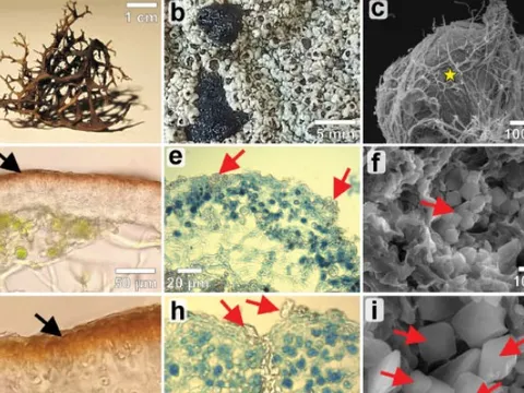 Địa y “ứng viên” sáng giá cho sự sống ngoài Trái Đất