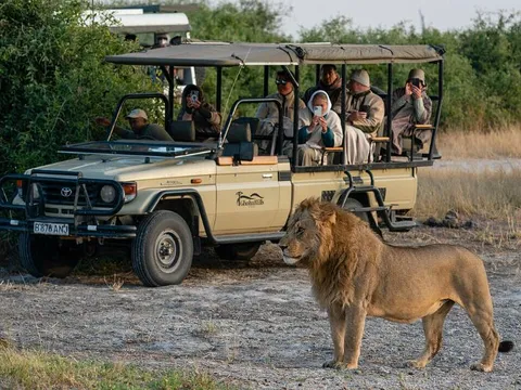 Lý giải nguyên nhân sư tử không tấn công người trong xe jeep du lịch hay xe safari