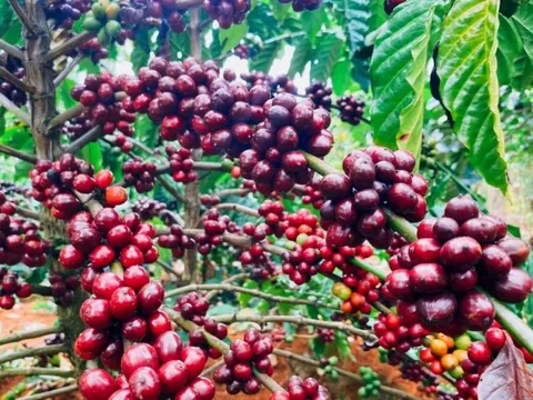 Giá nông sản ngày 7/5: Giá hồ tiêu giảm nhẹ, cà phê ổn định