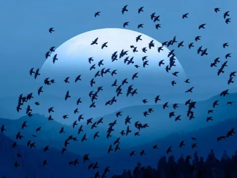 Vì sao chim thường bay về phương Nam khi mùa đông tới?