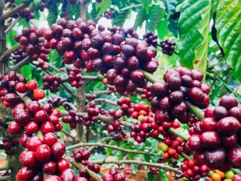 Giá nông sản ngày 9/5: Cà phê tiếp tục giảm, hồ tiêu duy trì ở mức cao