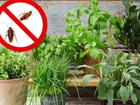 4 loại cây đuổi gián hiệu quả hơn cả thuốc xịt, nên có ít nhất một chậu trong nhà