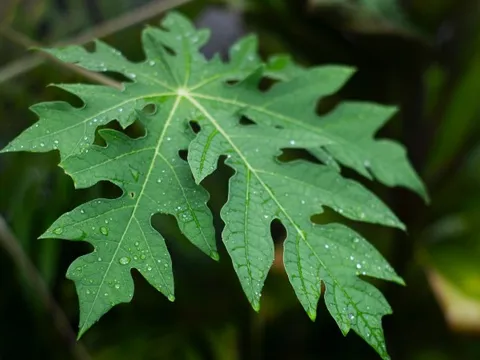 Lá đu đủ - "thần dược" từ thiên nhiên giúp phòng chống ung thư