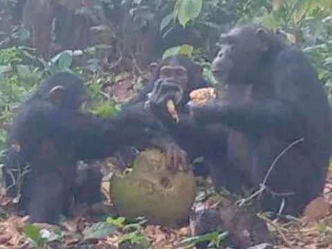 Tinh tinh hoang dã bị bắt gặp chia sẻ trái cây có cồn: Gợi mở nguồn gốc xa xưa của thói quen uống rượu