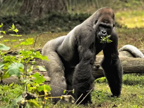 Vì sao khỉ đột ăn chay, không tập thể dục mà vẫn duy trì cơ bắp cuồn cuộn, còn con người thì không?