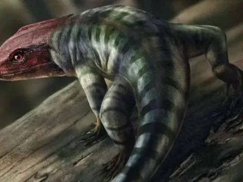 Các nhà khoa học phát hiện ra dấu vết bò sát cổ nhất, viết lại dòng thời gian tiến hóa