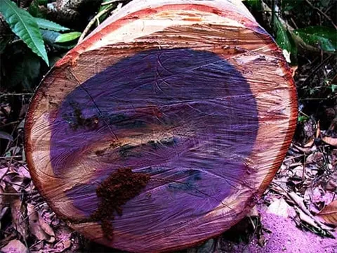 5 loại gỗ quý hiếm và đắt nhất thế giới: Việt Nam sỡ hữu một loại có chất lượng số 1 thế giới, giá hơn 2 tỷ đồng/kg