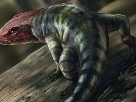 Phát hiện dấu chân bò sát cổ nhất thế giới tại Úc: Viết lại lịch sử tiến hóa