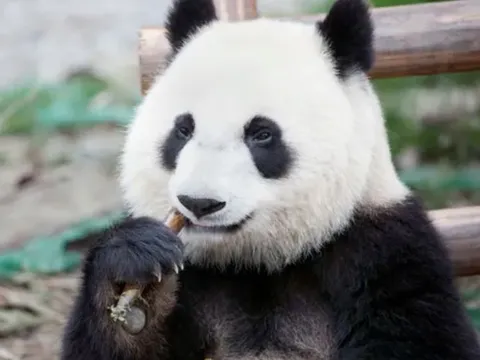 Gấu trúc ngoài ăn tre còn ăn gì? Sự thật bất ngờ về chế độ ăn thuần chay của loài gấu từng là động vật ăn thịt