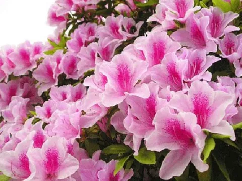 Những loài hoa đẹp nhưng chứa "kịch độc", tuyệt đối không nên trồng trong nhà!