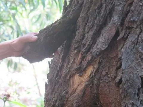 Loài cây gỗ quý tại Việt Nam chuyên dùng để đóng tàu thuyền, là 'hàng siêu hiếm' trên toàn thế giới