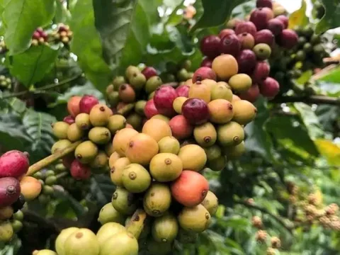 Giá nông sản ngày 19/5/2025: Cà phê và hồ tiêu duy trì ở mức cao