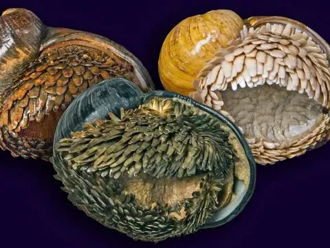 Ốc sên giáp sắt kỳ lạ dưới đáy đại dương: Trái tim khổng lồ, không cần ăn, và có nguy cơ tuyệt chủng