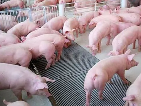 Giá heo hơi ngày 22/5/2025: Ổn định ở cả ba miền