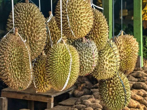 Chọn sầu riêng sao cho đúng? Người bán lâu năm tiết lộ bí quyết chọn quả ngon, cơm dày, hạt lép