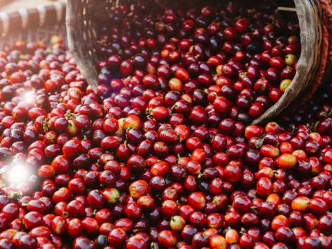 Giá nông sản ngày 23/5/2025: Cà phê phục hồi nhẹ, hồ tiêu duy trì ổn định ở mức cao

