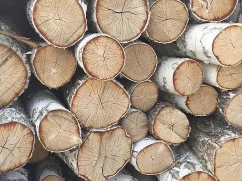 Loại gỗ có tuổi thọ 300-350 năm, cứng nhất thế giới, gấp đôi thép và đạn cũng không thể xuyên thủng được