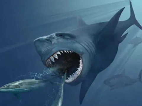 Bí ẩn về bữa ăn của quái vật Megalodon được hé lộ: Không chỉ săn cá voi như ta từng nghĩ