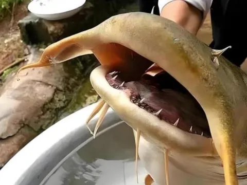 Loài cá bí ẩn không chứa phốt pho, thân màu vàng trông giống loài ngoài hành tinh