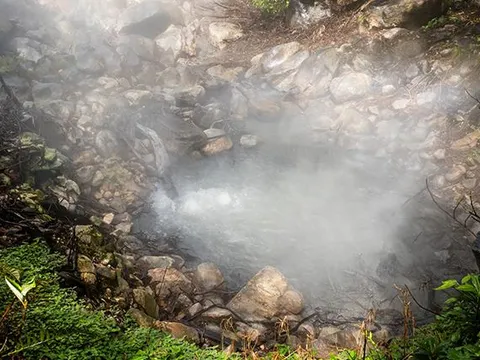 Cây xanh có thể trở thành “máy dò” phun trào núi lửa