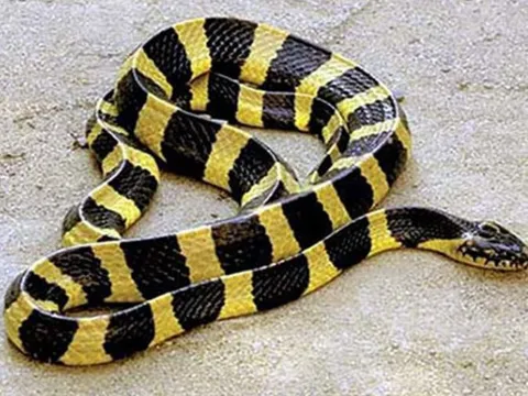 Cách phân biệt rắn cạp nong và rắn cạp nia, hai 'sát thủ thầm lặng' trong thiên nhiên hoang dã