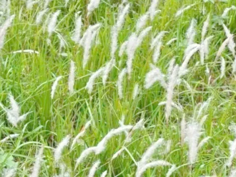 Cỏ dại mọc khắp Việt Nam, dưới đất giấu “kho báu” y học