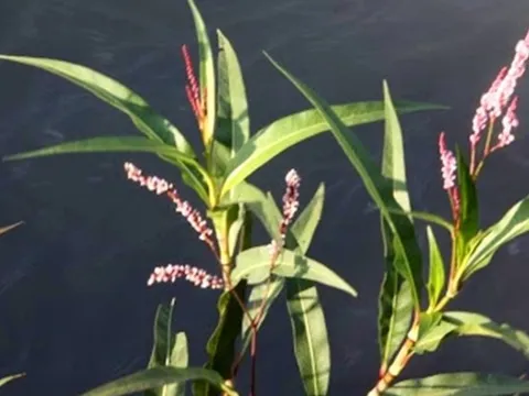 Loài cây cay hơn cả ớt: Tưởng là cỏ dại, hóa ra vừa nấu rượu ngon vừa chữa được nhiều bệnh