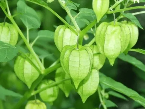 Loài cây bị xem là cỏ dại, hóa ra là “thần dược” chữa nhiều bệnh nguy hiểm