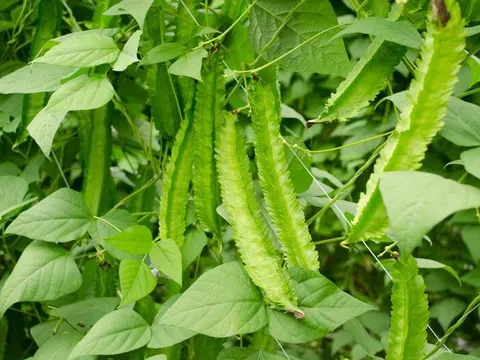 Đậu rồng, “vàng xanh” trong làng rau củ: Vừa bổ dưỡng vừa chữa bệnh, lại chế biến siêu ngon