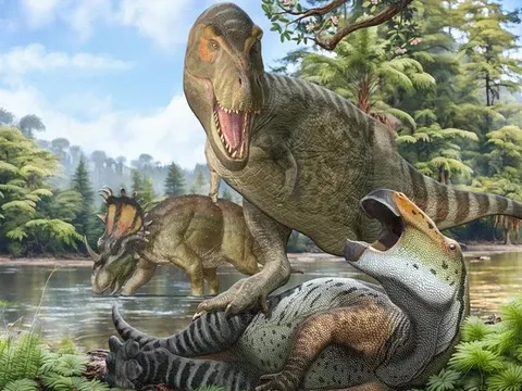 Bí ẩn T-rex "phình to" thành bạo chúa được giải mã