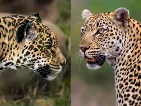 Sự khác biệt giữa báo hoa mai và báo đốm là gì?