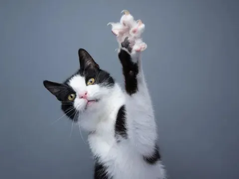 Tại sao móng vuốt của mèo có thể thu lại nhưng móng vuốt của chó thì không?