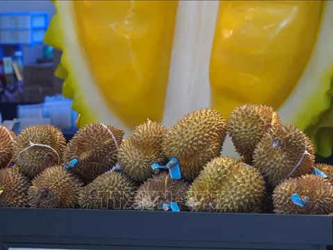 Sầu riêng Việt Nam ngày càng được ưa chuộng tại Trung Quốc
