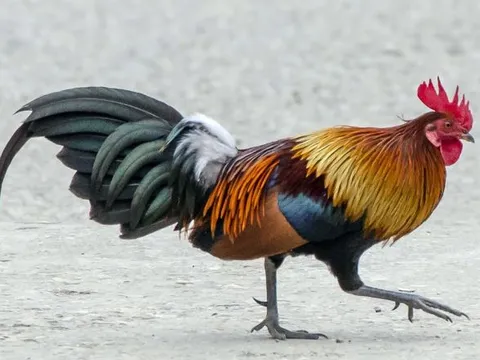 Vì sao gà 'ngất xỉu' khi vẽ một đường thẳng trước mắt?