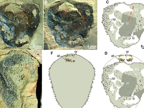 Sinh vật "giả danh" nửa tỉ năm tuổi đánh lừa giới khoa học