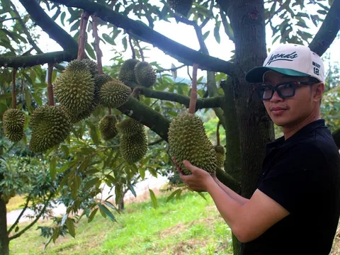 Sầu riêng Đam Rông: Nâng tầm thương hiệu từ lợi thế bản địa