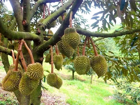 Đam Rông vươn lên từ nông sản bản địa: Kỳ vọng mới từ ba nhãn hiệu chứng nhận