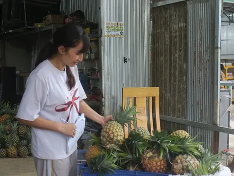 Dứa mật Đam Rông: Giá trị khác biệt và hành trình xác lập nhãn hiệu chứng nhận