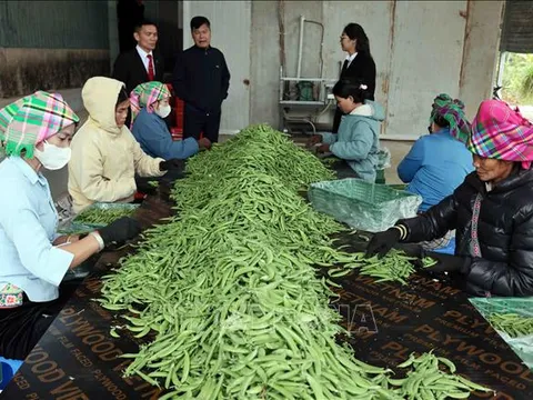 Từ ngày 1/7, nâng mức cho vay đối với cá nhân, hộ kinh doanh không có tài sản đảm bảo
