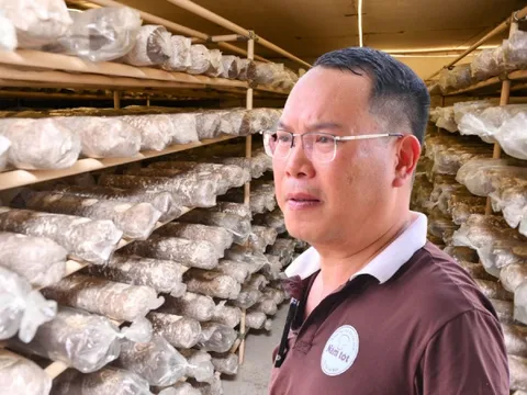 CEO Mai Văn Hưng: Hơn thập kỷ theo đuổi giấc mơ nấm hữu cơ