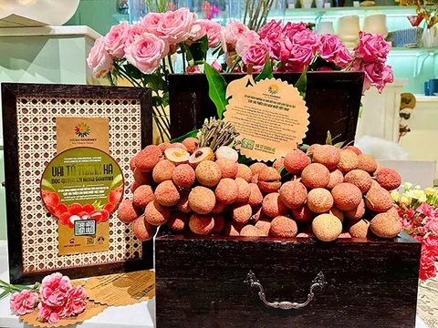 Độc quyền di sản vải tổ Thanh Hà tại Mena Gourmet