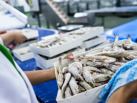Xuất khẩu tăng mạnh, doanh nghiệp tôm vẫn lo thách thức kép từ thuế Mỹ


